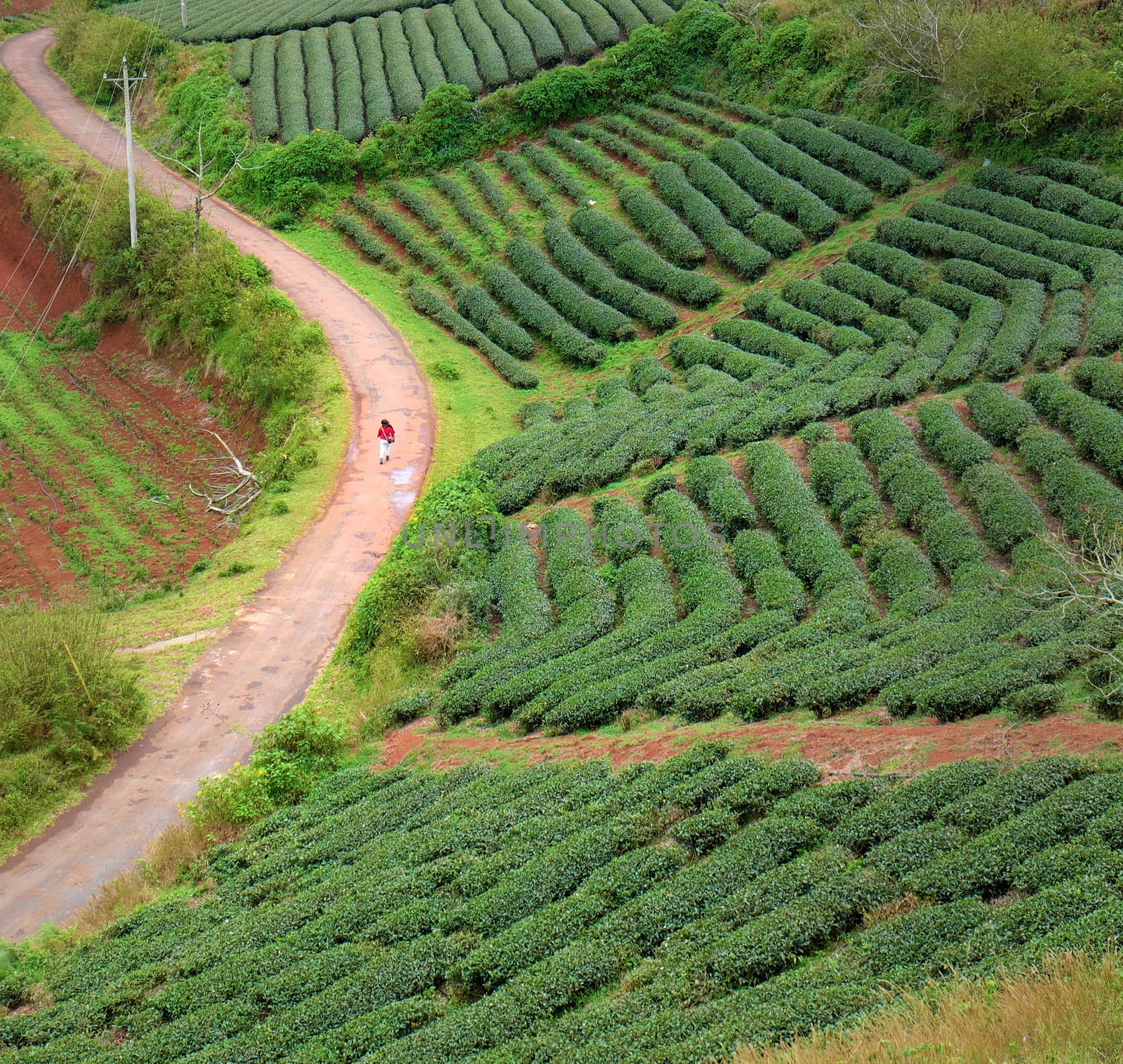 Lonely people, way, walk, tea field, Dalat by xuanhuongho