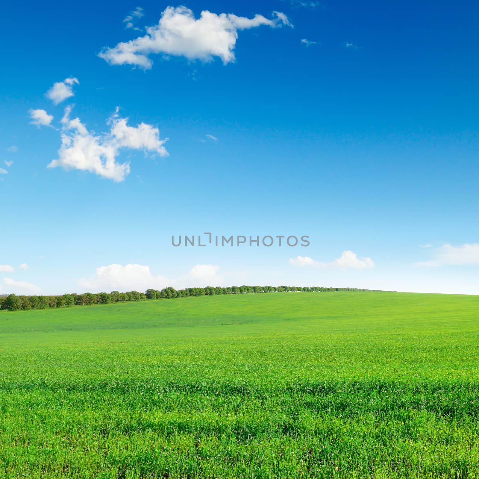 field and sky