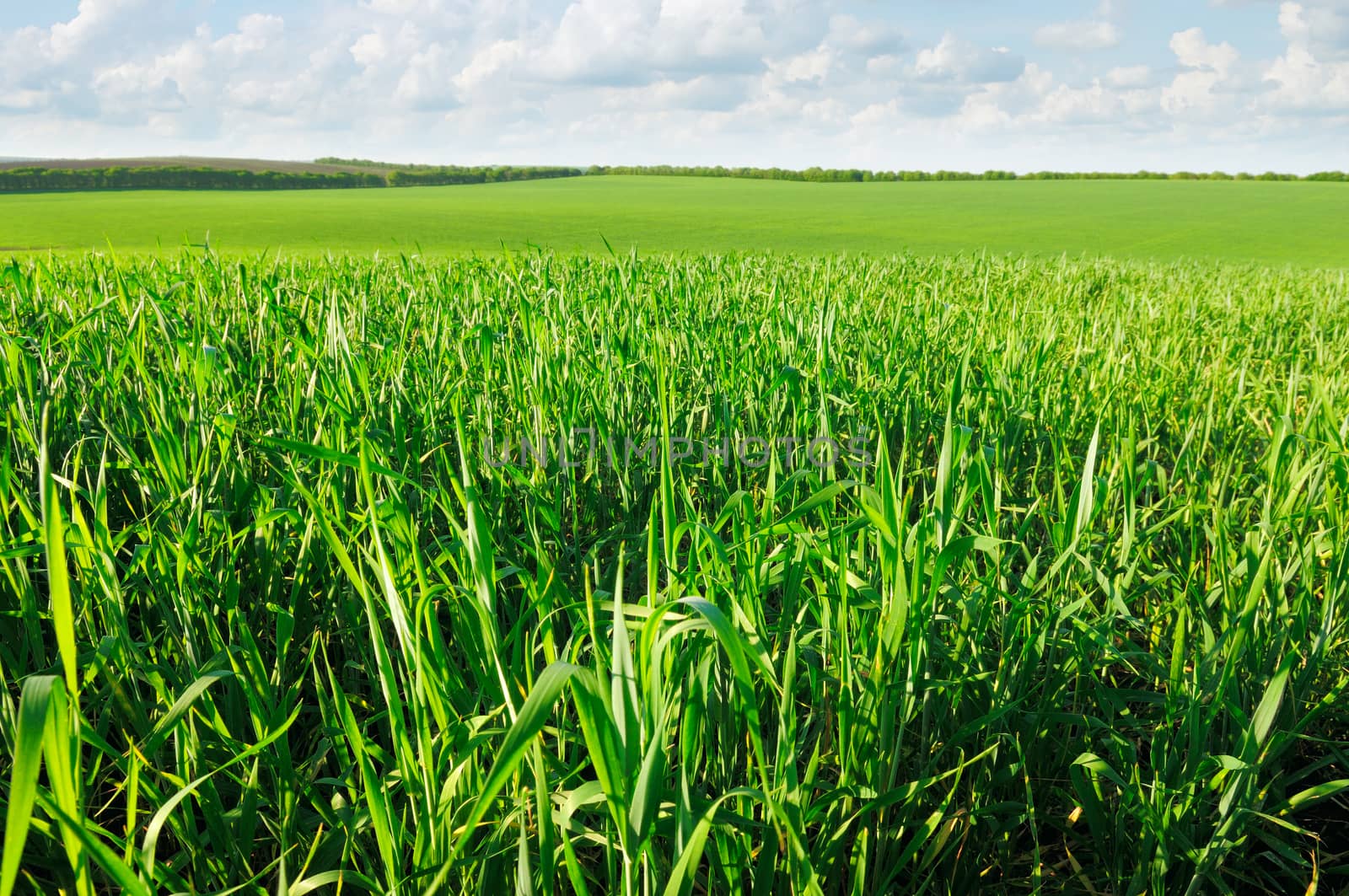 young wheat field is a picturesque                                    