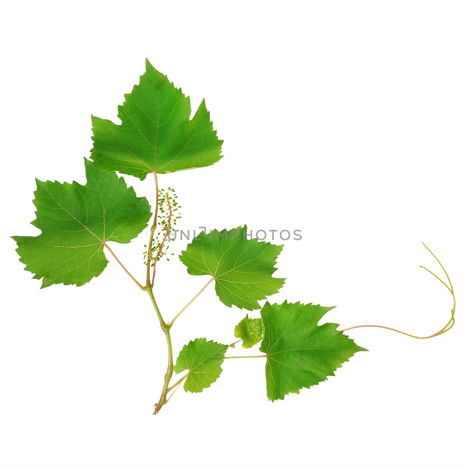 vine leaves isolated on white background