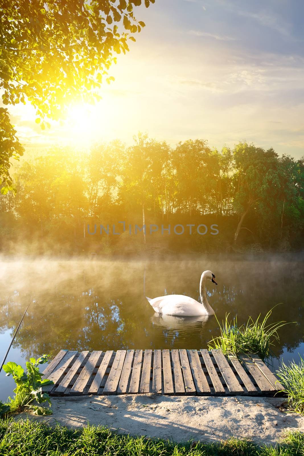 Swan in the morning near wooden bridge