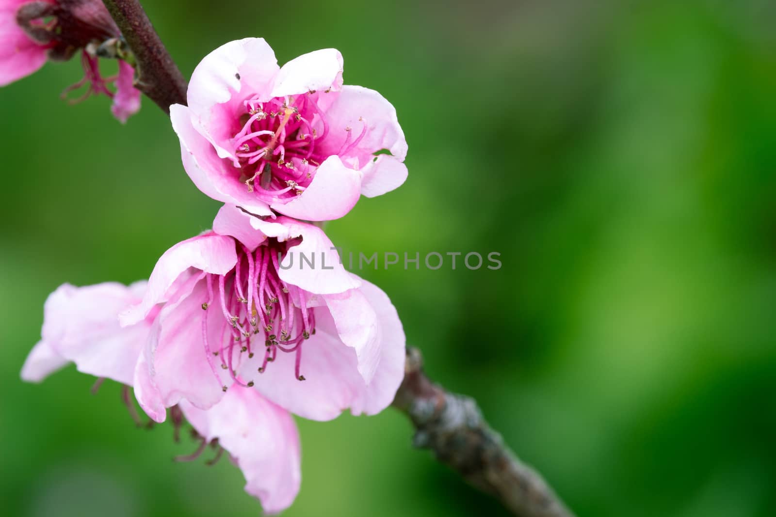 Detail of peach blossom in spring time.