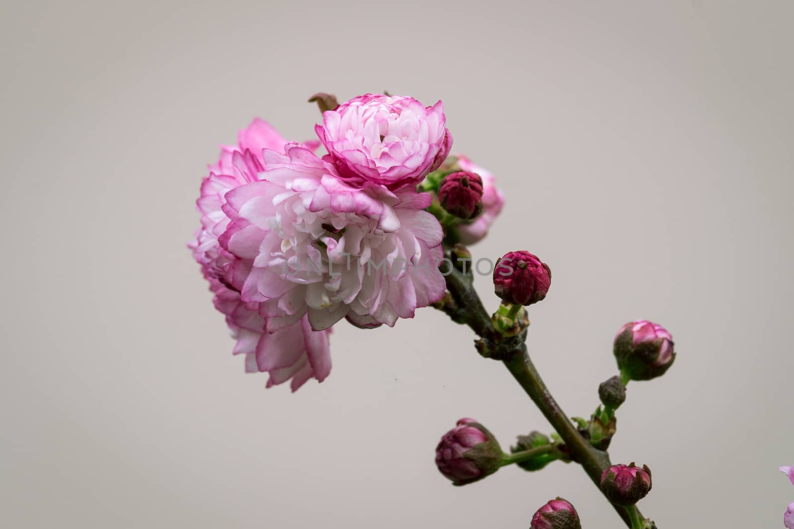 Fresh leaves and two roses. Natural little pink roses.