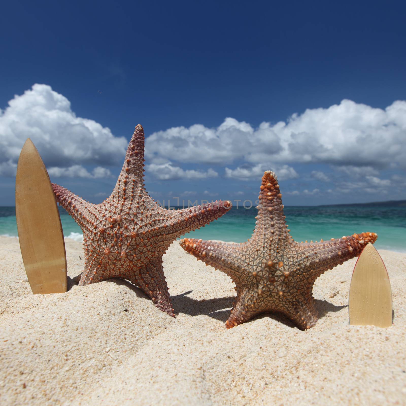 Two starfish surfers on sand of tropical beach at Philippines