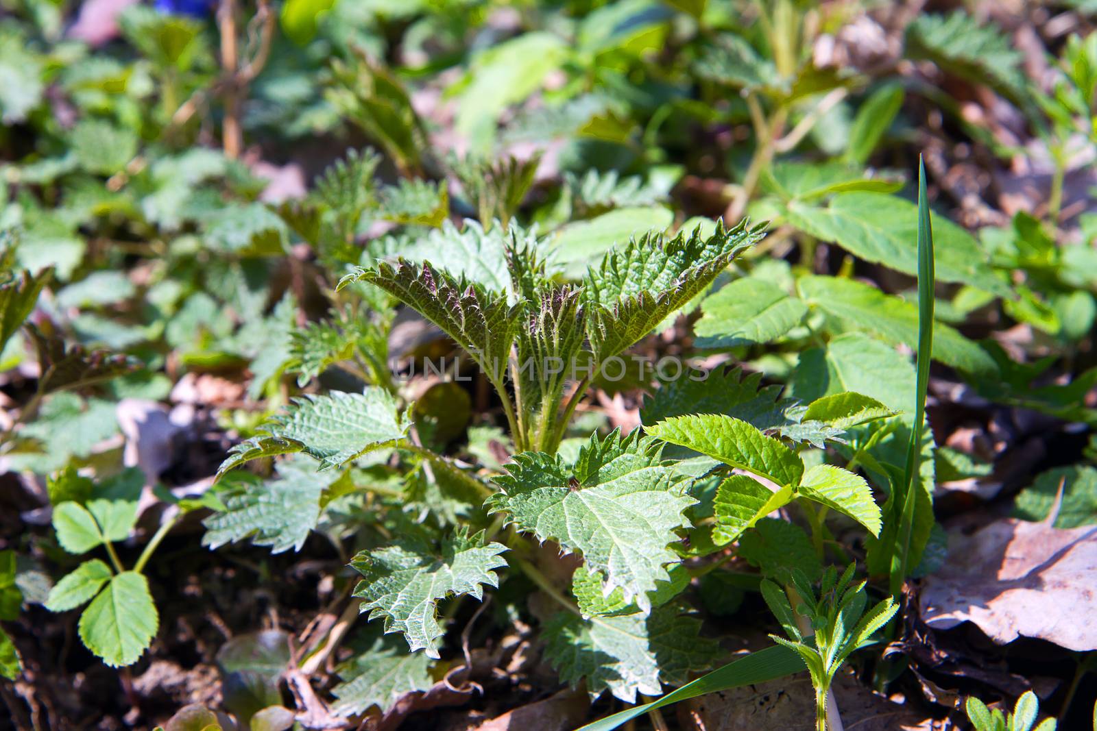 Nettle plant closeup in the forest.