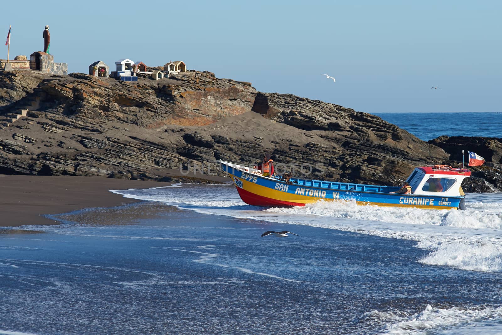 Fishing boat coming ashore on the sandy beach in the fishing village of Curanipe, Chile. Once the boats are beached on the sand, a tractor is used to pull the boats to safer ground.