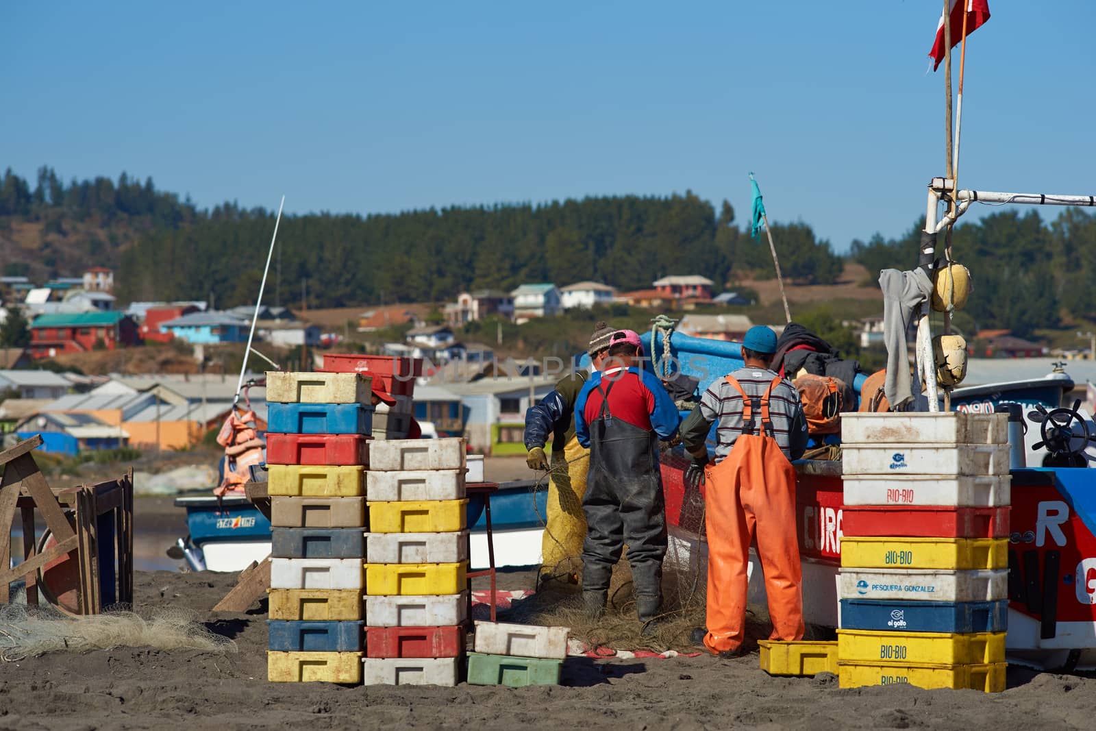 Fishermen removing merluza (pacific hake) from the fishing nets of boats that have recently been pulled out of the sea onto the sandy beach in the fishing village of Curanipe, Chile.