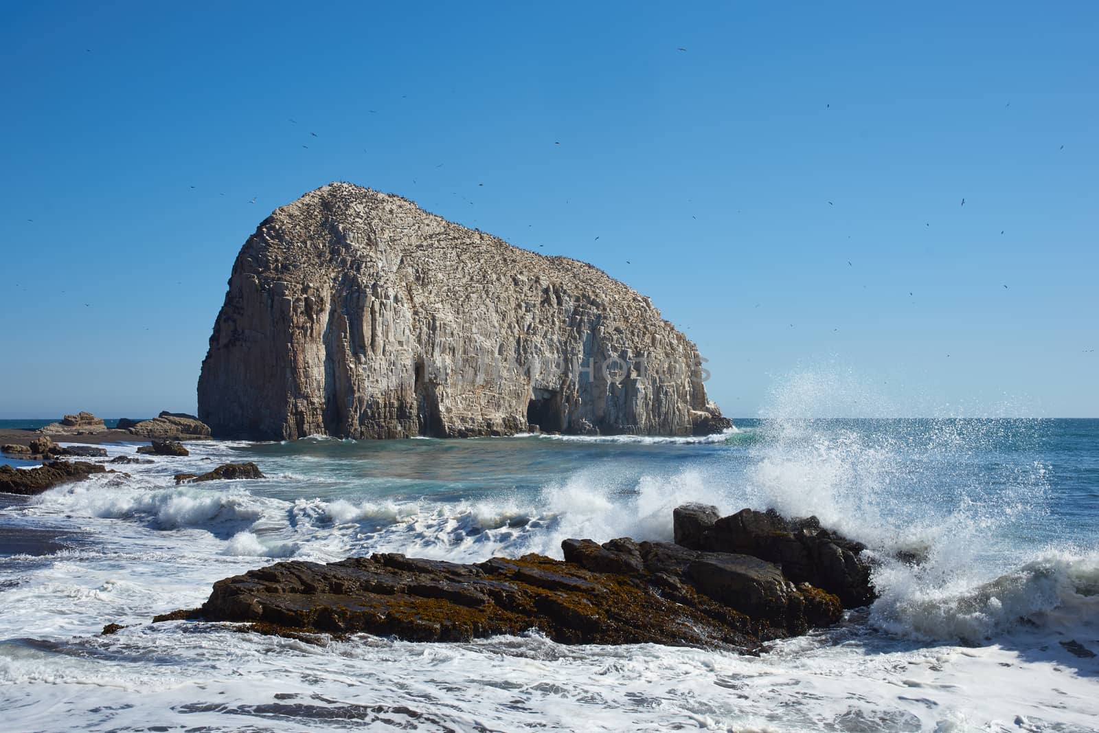 Seabird Colonies on the Coast of Chile by JeremyRichards