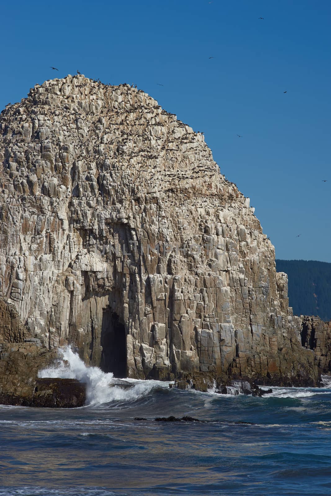 Large rocks on the coast of Chile near the city of Constitucion that are home to huge colonies of Peruvian Pelicans (Pelecanus thagus) and other seabirds.