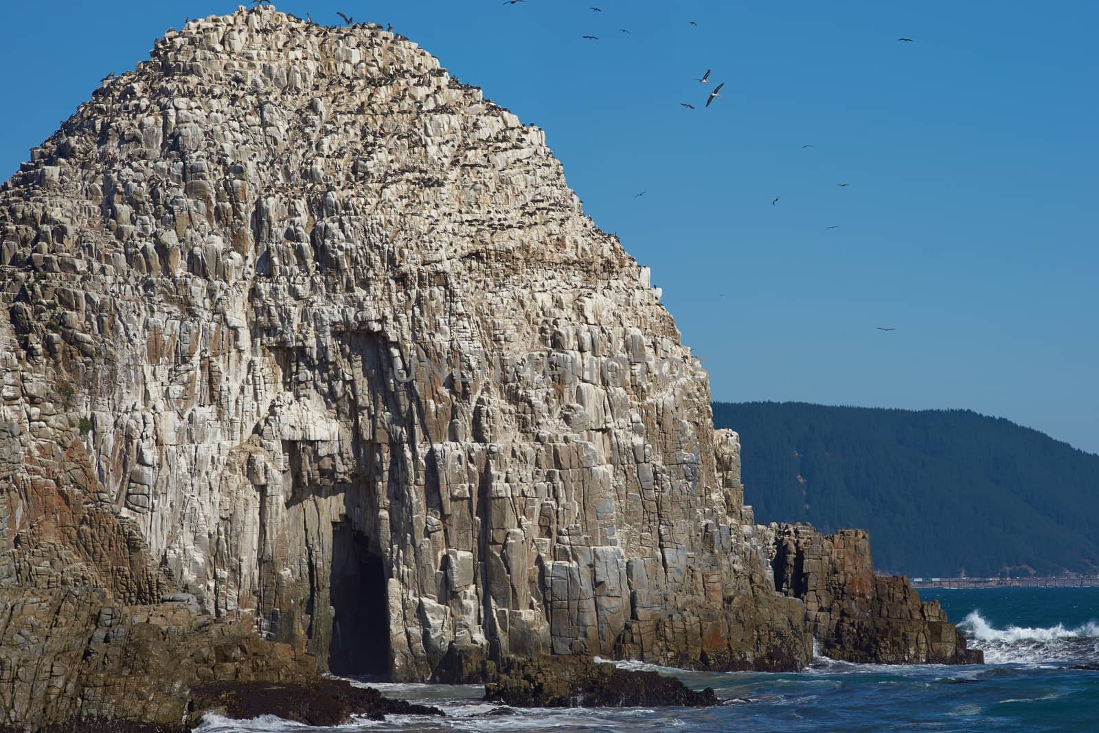 Large rocks on the coast of Chile near the city of Constitucion that are home to huge colonies of Peruvian Pelicans (Pelecanus thagus) and other seabirds.