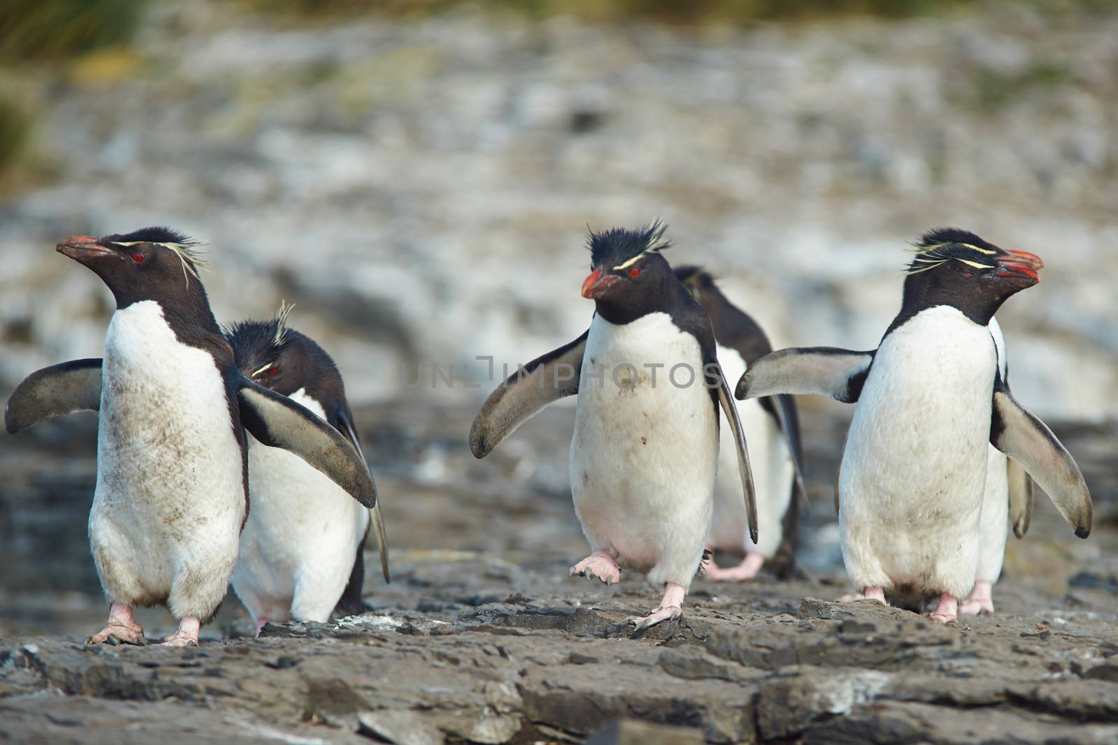 Group of Rockhopper Penguins (Eudyptes chrysocome) at their nesting site on the cliffs of Bleaker Island in the Falkland Islands.