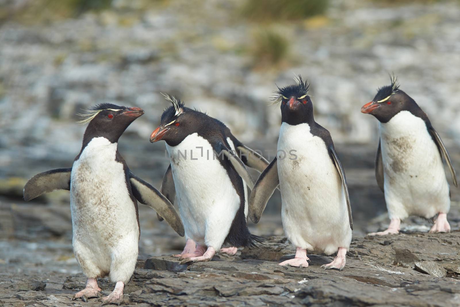 Group of Rockhopper Penguins (Eudyptes chrysocome) at their nesting site on the cliffs of Bleaker Island in the Falkland Islands.