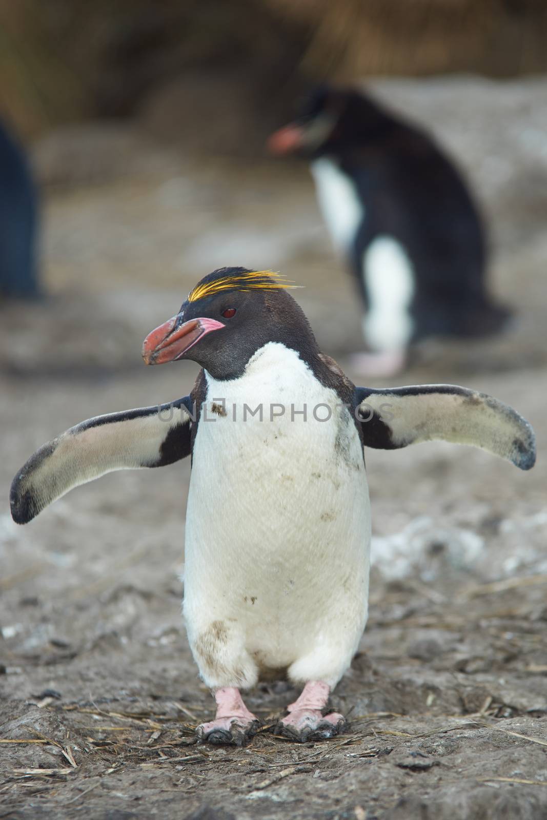 Rockhopper Penguin by JeremyRichards