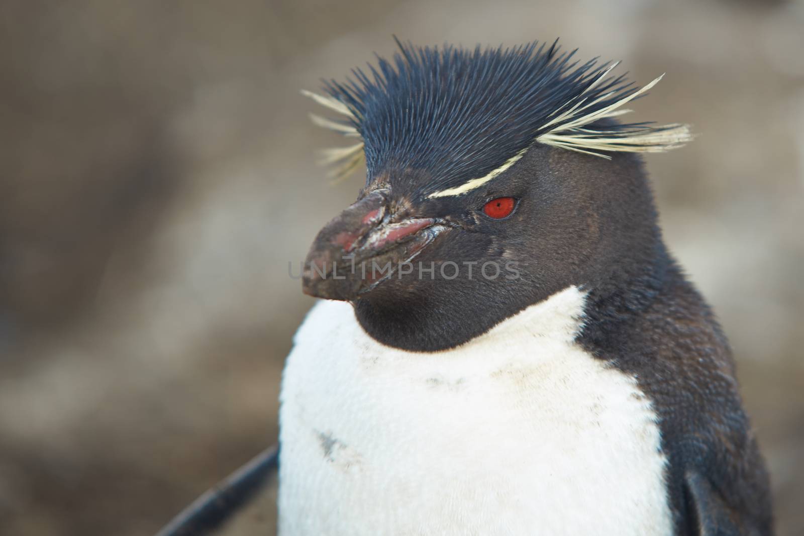 Rockhopper Penguin (Eudyptes chrysocome) on the cliffs of Bleaker Island in the Falkland Islands.