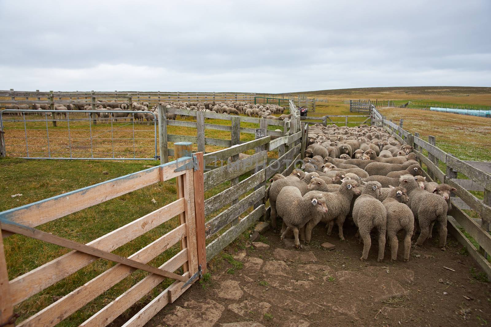 Flock of sheep in a wooden corral of a farm on Bleaker Island in the Falkland Islands.