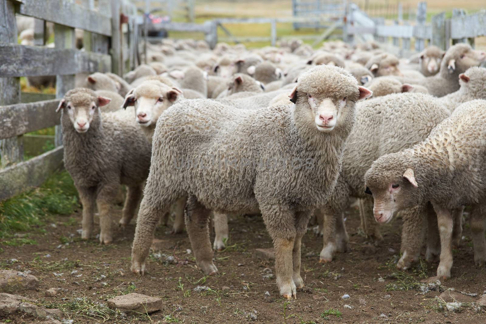 Flock of sheep in a wooden corral of a farm on Bleaker Island in the Falkland Islands.