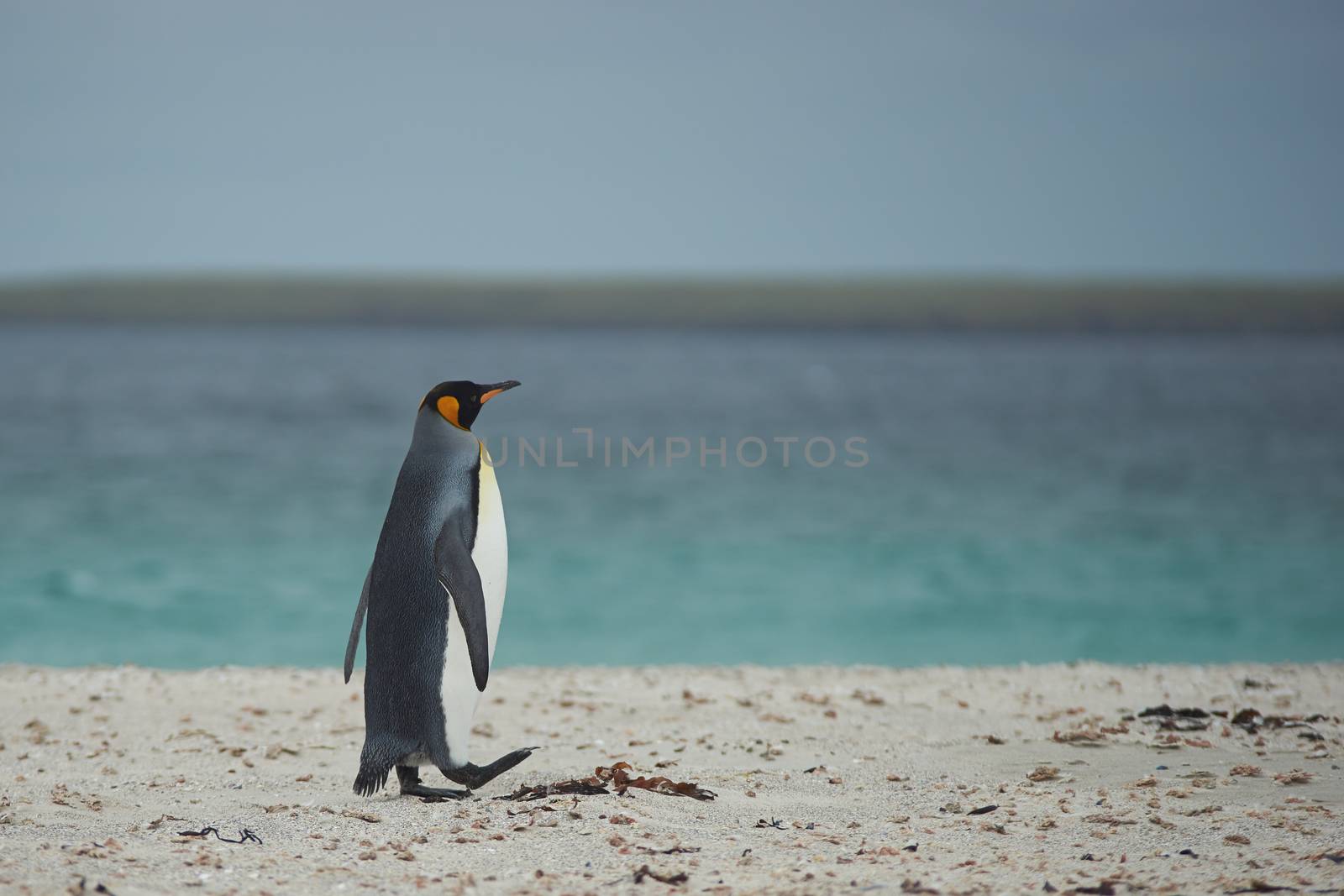 King Penguin on a Sandy Beach by JeremyRichards