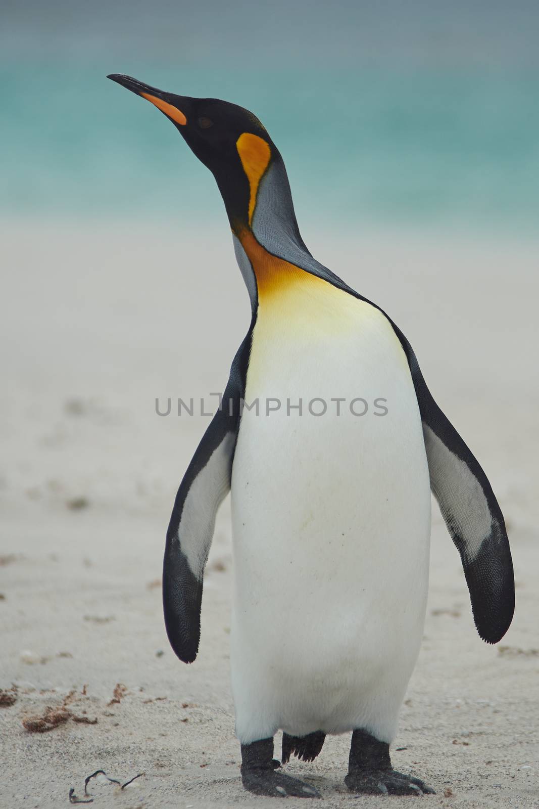 King Penguin (Aptenodytes patagonicus) walking along the beach of Sandy Bay on Bleaker Island in the Falkland Islands.