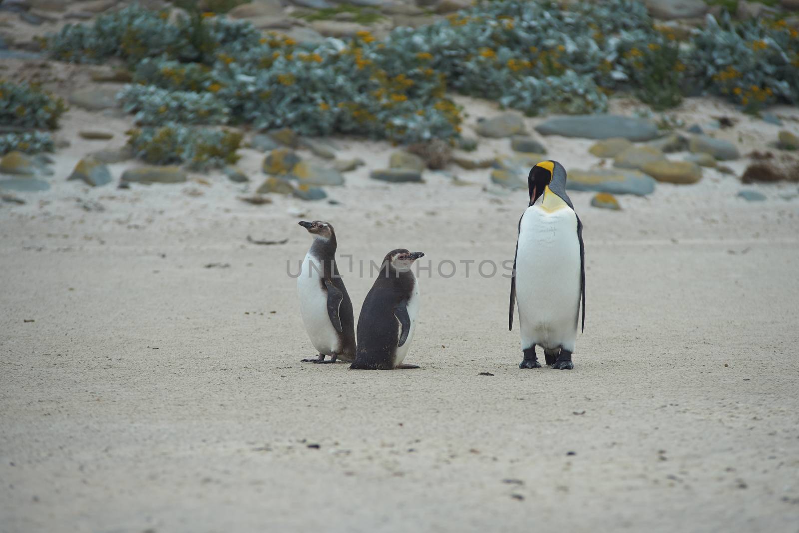 Juvenile Magellanic Penguins (Spheniscus magellanicus) watch as an adult King Penguin (Aptenodytes patagonicus) grooms its magnificent plumage on a large sandy beach on Bleaker Island in the Falkland Islands.