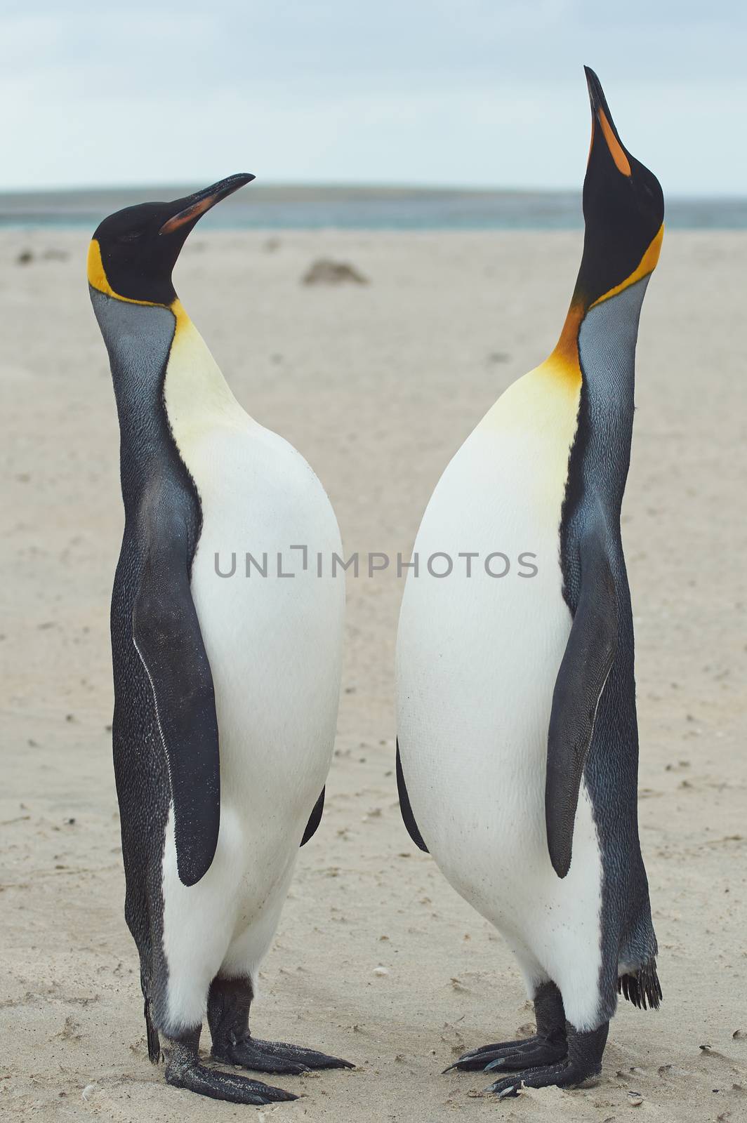 King Penguins Meet on a Sandy Beach by JeremyRichards