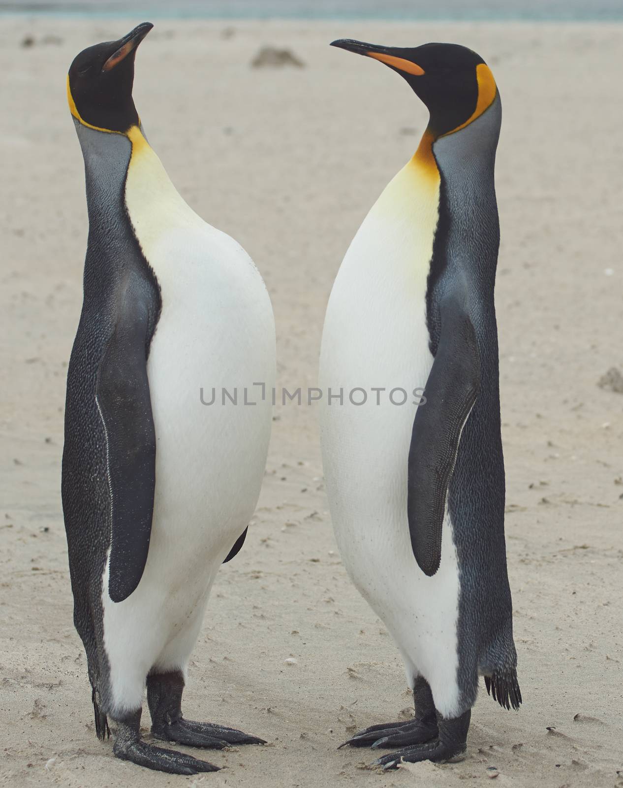 King Penguins (Aptenodytes patagonicus) greet each other with a ritualised display on the beach of Sandy Bay on Bleaker Island in the Falkland Islands.