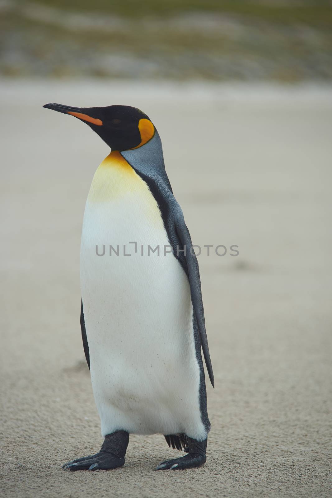 King Penguin (Aptenodytes patagonicus) on the beach of Sandy Bay on Bleaker Island in the Falkland Islands.