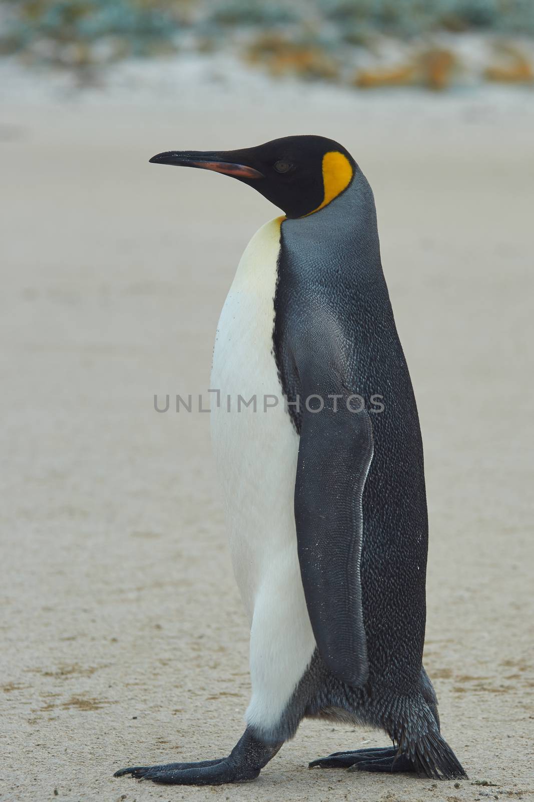 King Penguin by JeremyRichards
