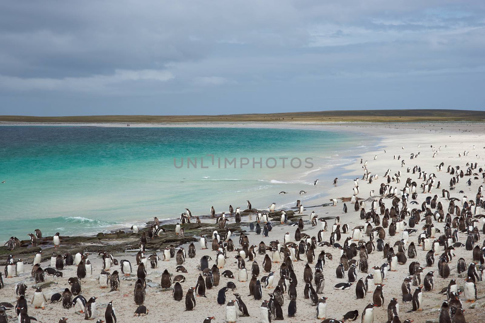 Penguin Beach by JeremyRichards