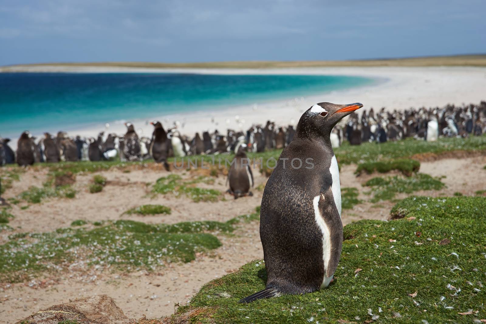 Gentoo Penguin (Pygoscelis papua) on Bleaker Island in the Falkland Islands. Thousands of Gentoo Penguins and Magellanic Penguins (Spheniscus magellanicus) crowd the beach in the background.