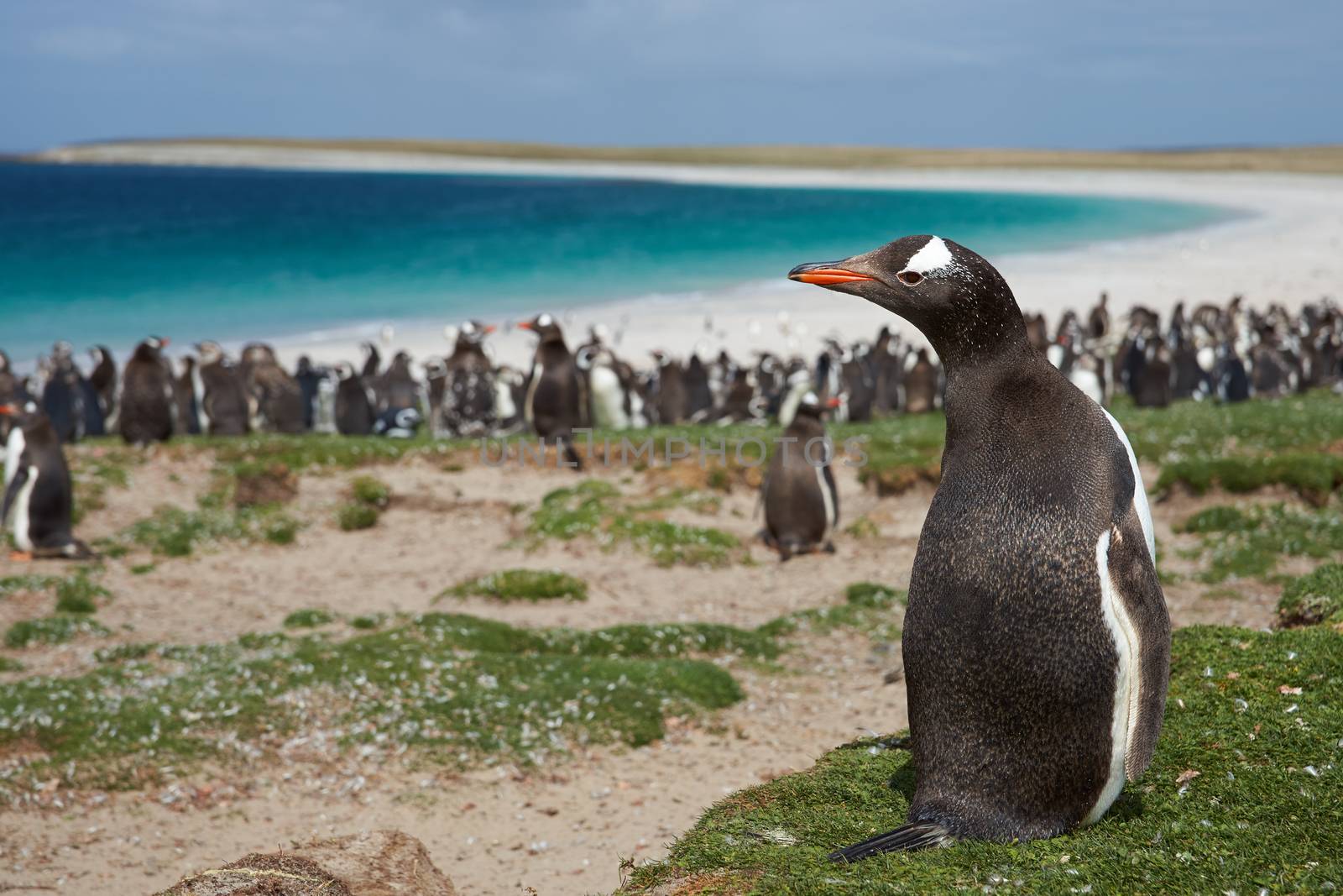 Gentoo Penguin (Pygoscelis papua) on Bleaker Island in the Falkland Islands. Thousands of Gentoo Penguins and Magellanic Penguins (Spheniscus magellanicus) crowd the beach in the background.