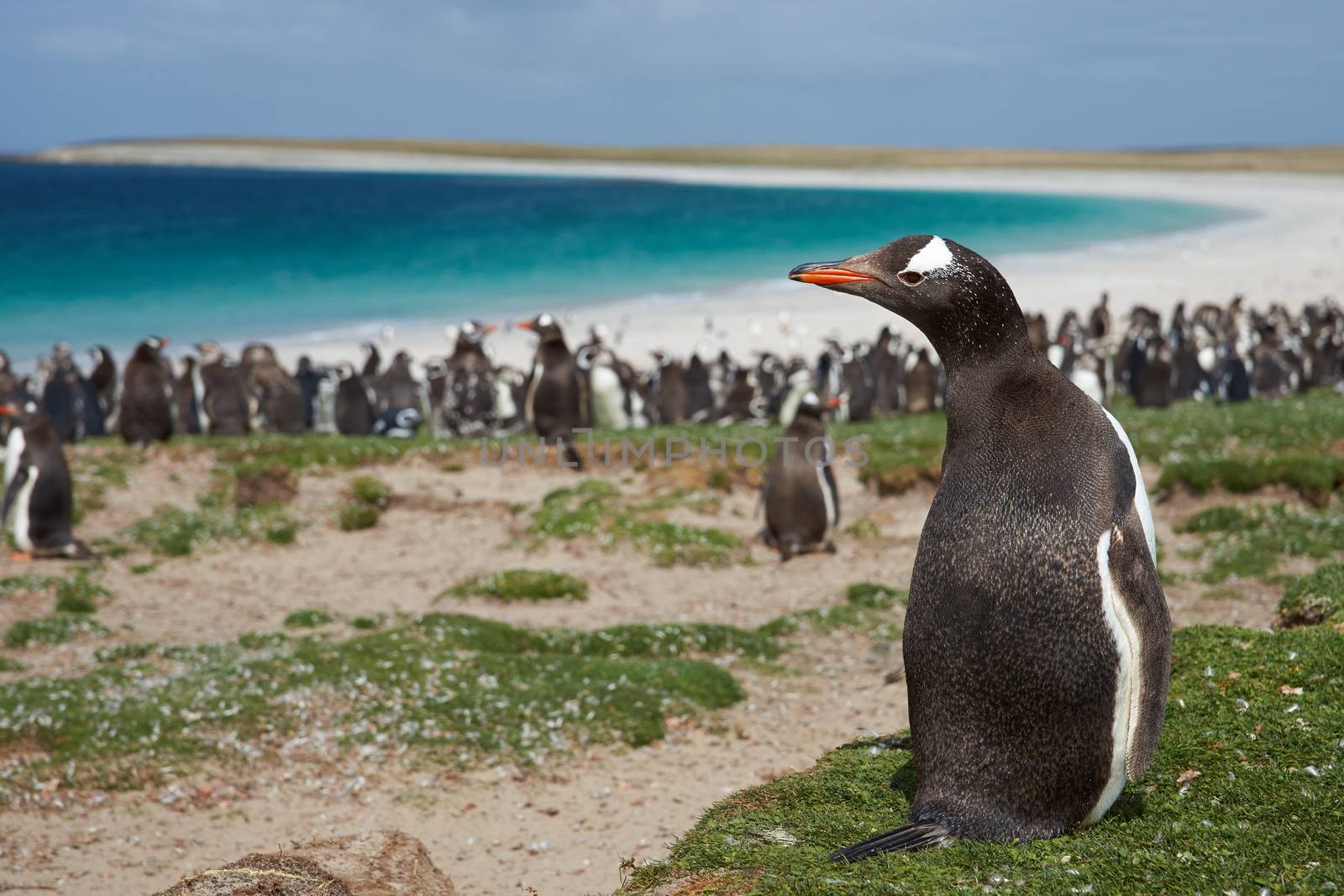 Gentoo Penguins by JeremyRichards