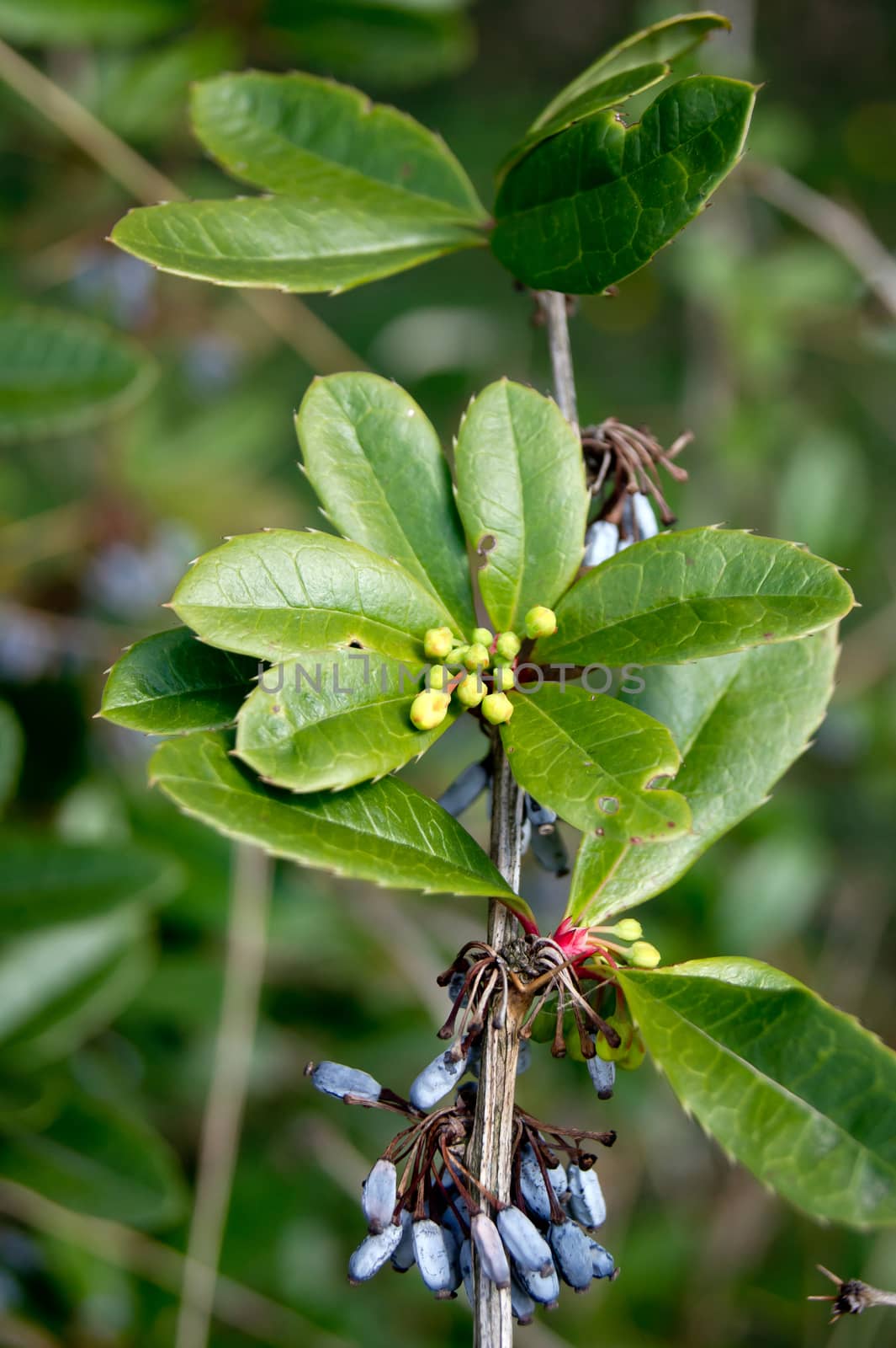 Julian barberry (Berberis Juliana) blue berries on the bushes.