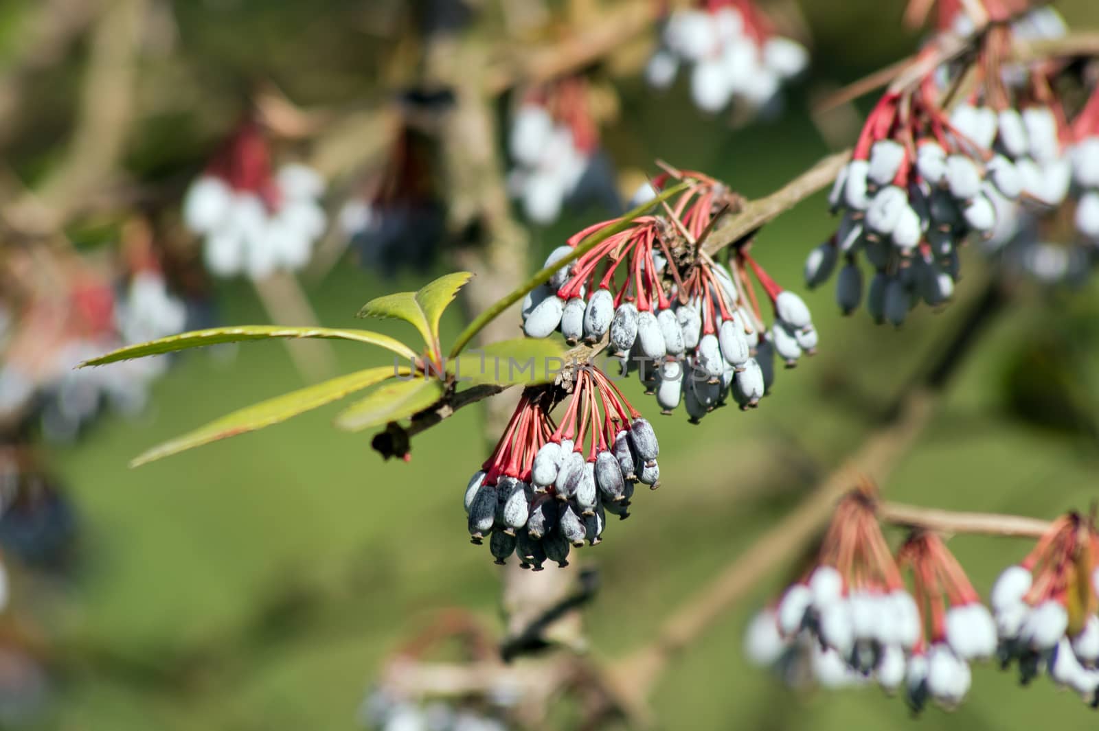 Julian barberry (Berberis Juliana) blue berries on the bushes.