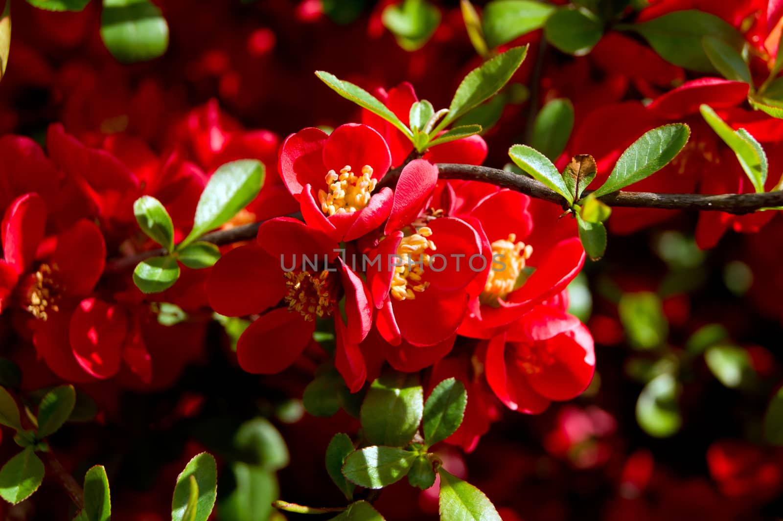 The Japanese Quince (Chaenomeles japonica) flower filled foams.
