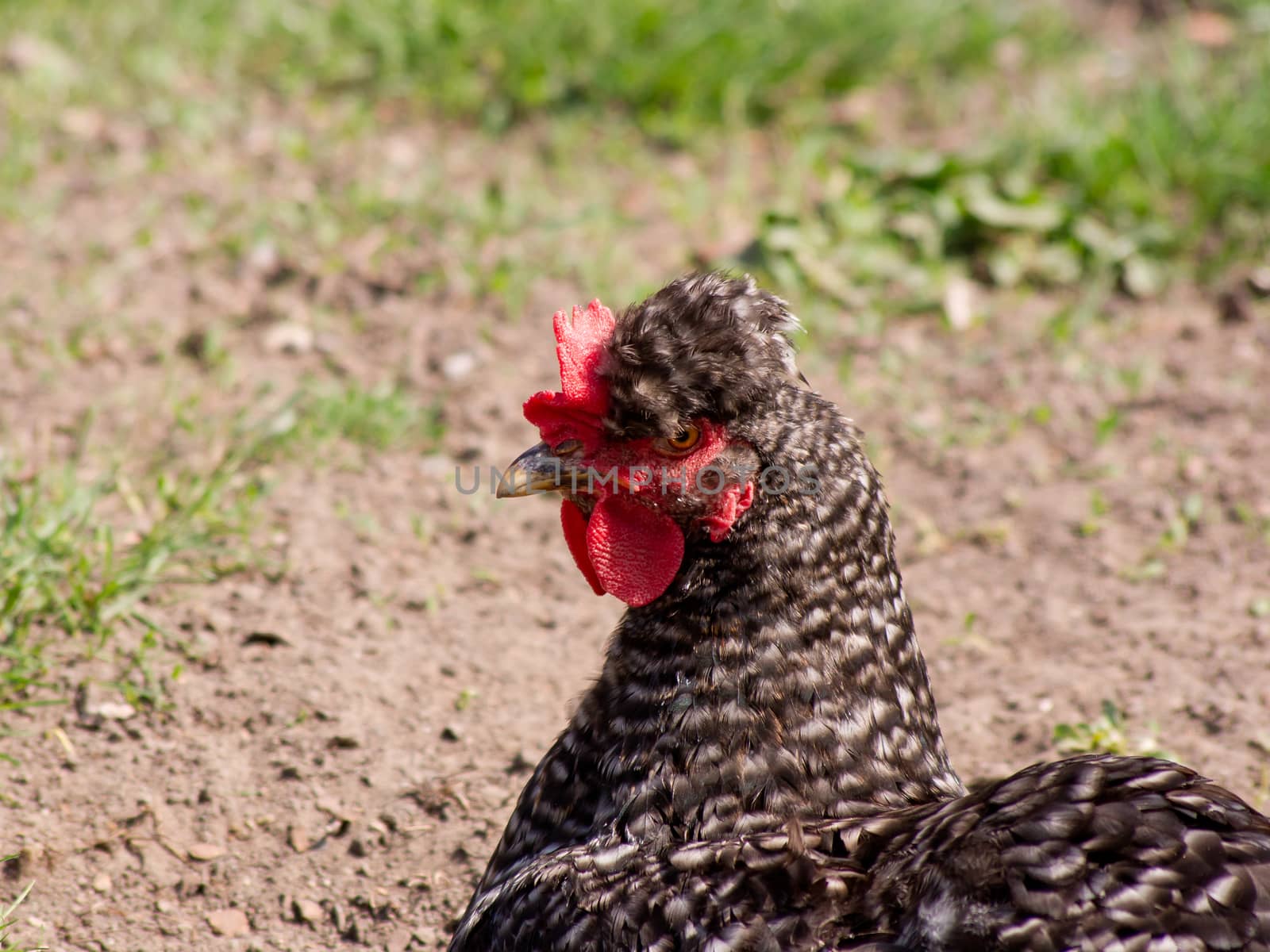 The Tufted hen. by dadalia