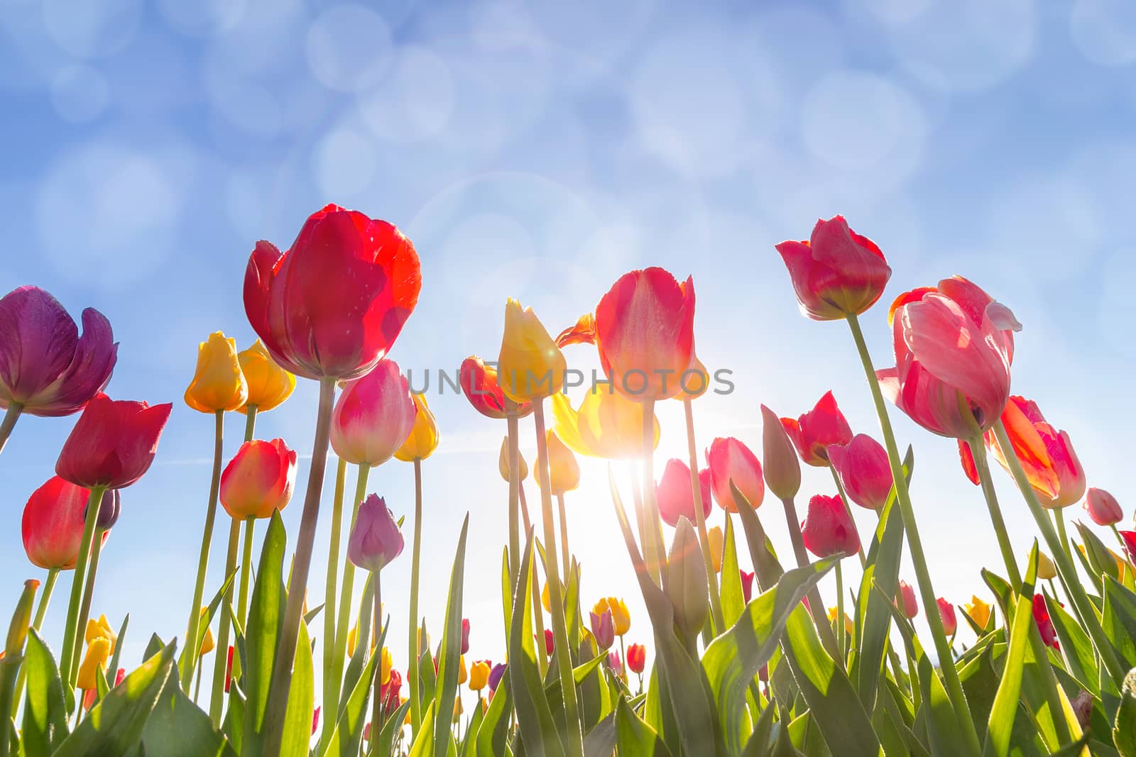Colorful Tulip Flowers in the field under the morning sun with sun flare and blue sky with bokeh lights