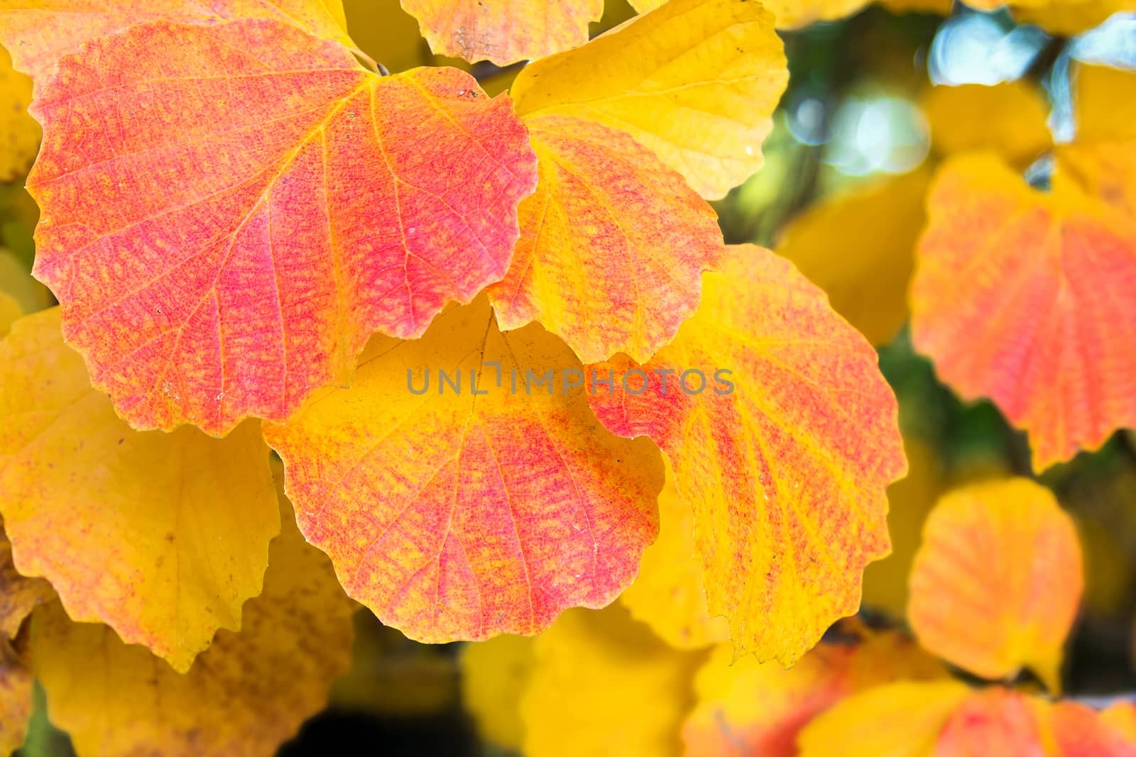 Fall Colors of Aspen Tree foliage in Autumn closeup macro
