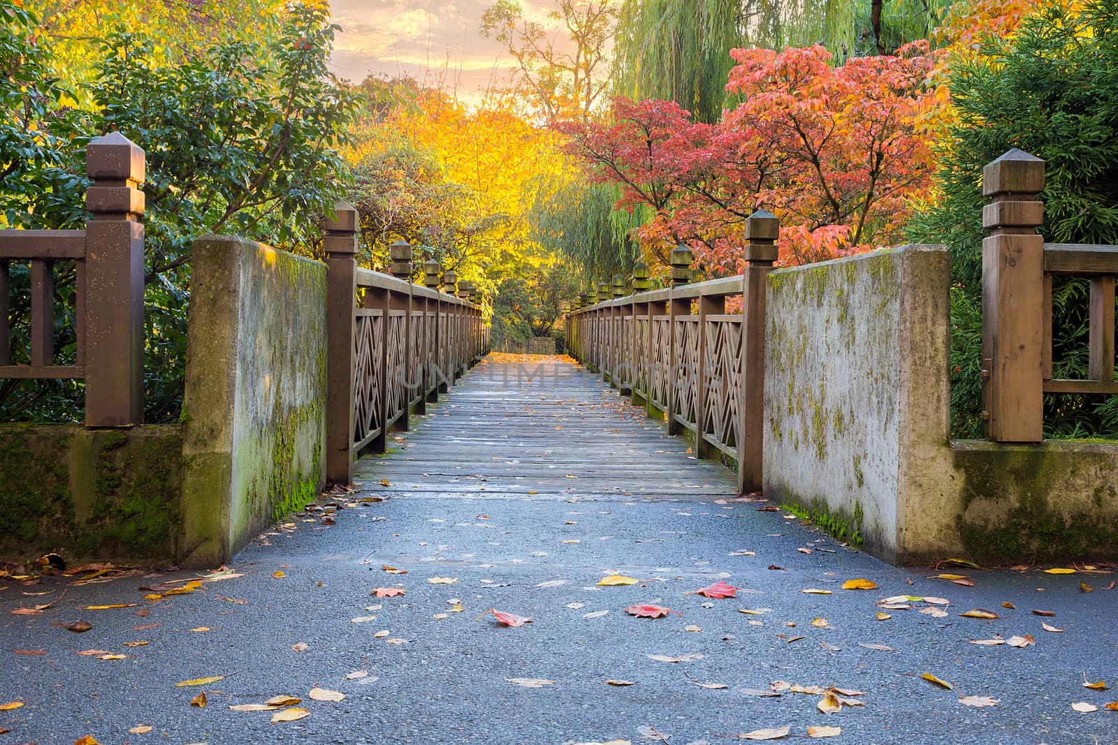 Fall Colors along the bridge at Crystal Springs Rhododendron Garden in Portland Oregon at sunset