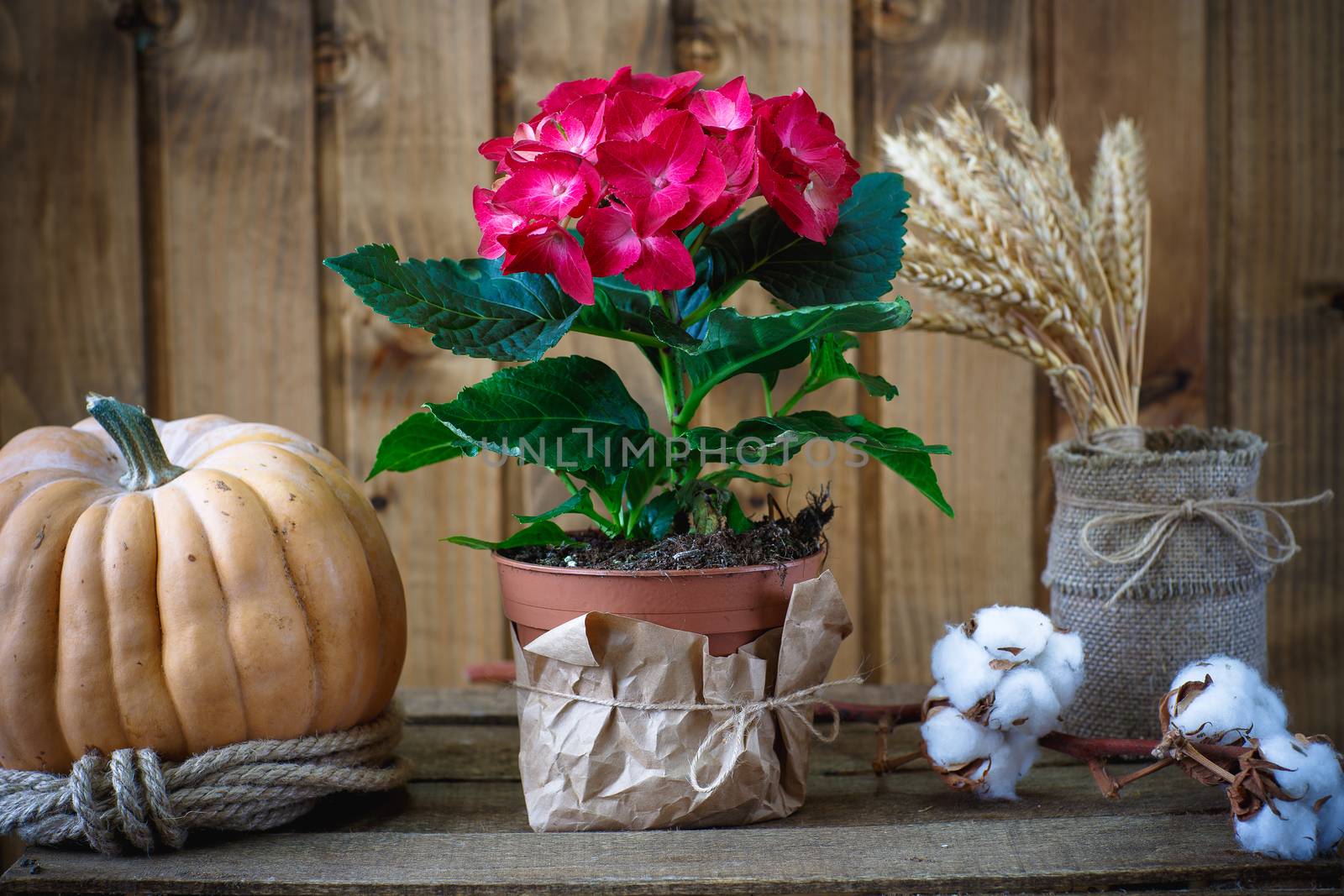 Beautiful flowers on wooden background by mrgarry