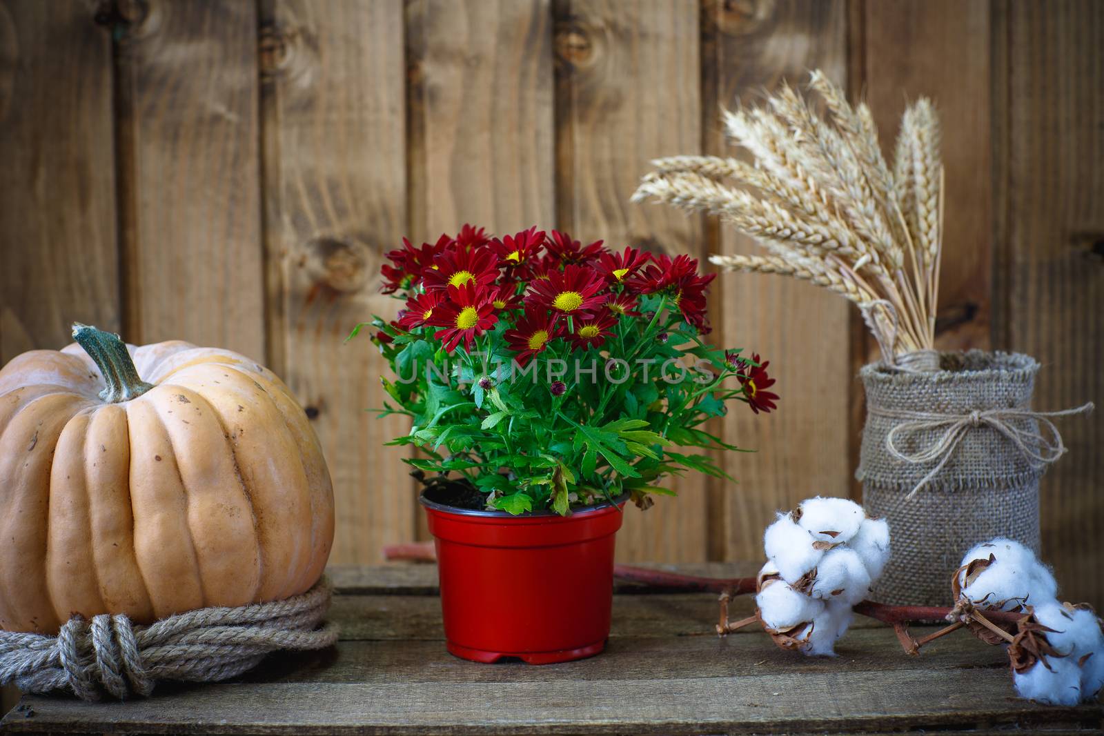 Beautiful flowers on a background of wooden boards