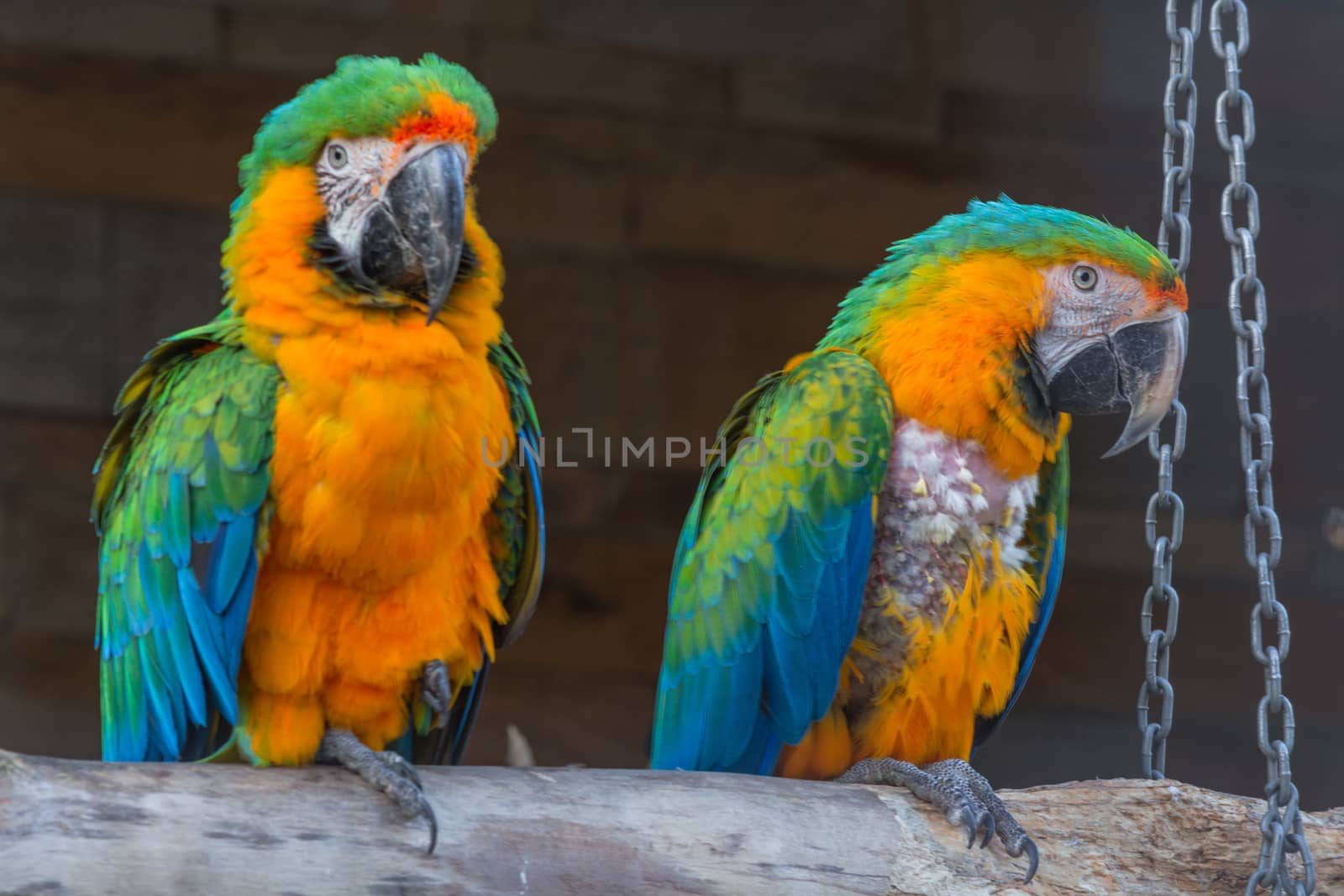 Two Beautiful colorful macaw parrots  by JFsPic