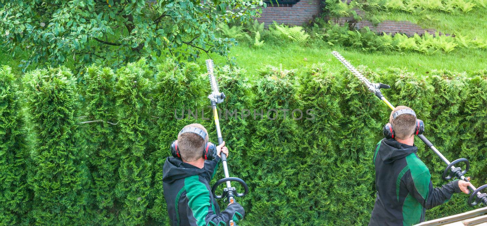 Panoramic image from cutting a hedge with a hedge trimmer motor.