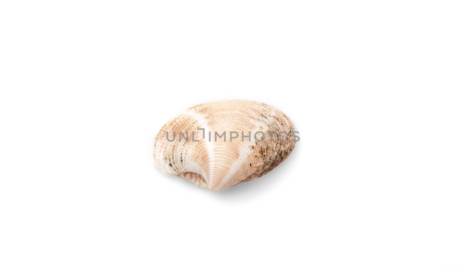 Sea shell with isolated on white background.