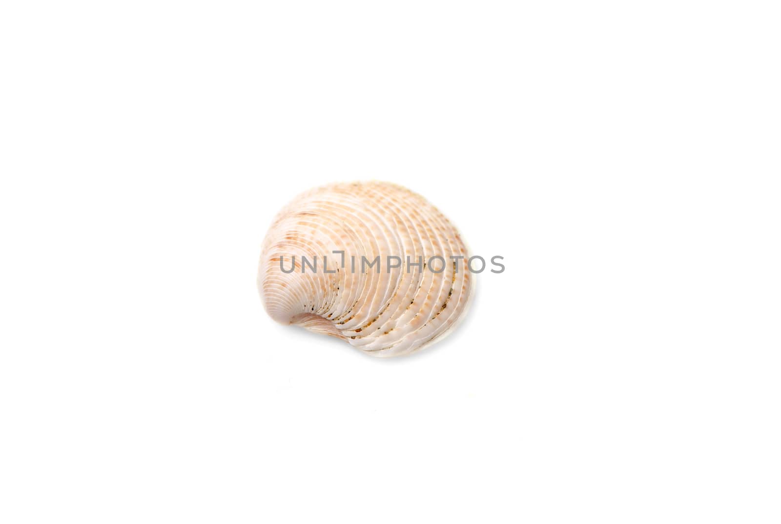 Sea shell with isolated on white background.