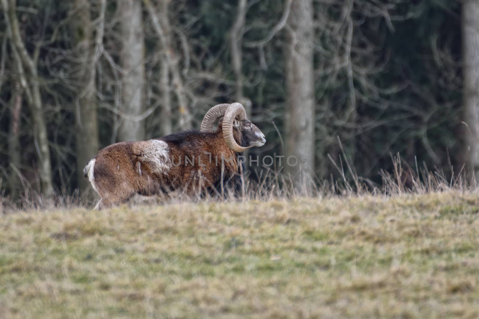 Profile view of beautiful mouflon ram Ovis orientalis