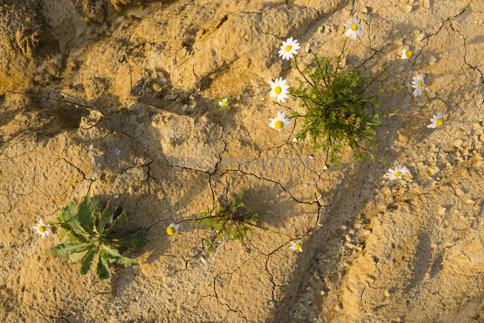 Chamomile plants in full bloom in a desertic sandy land