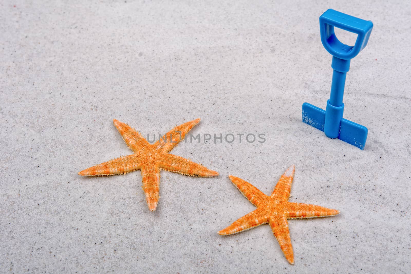 Orange starfishes and blue scoop on a grey sand background