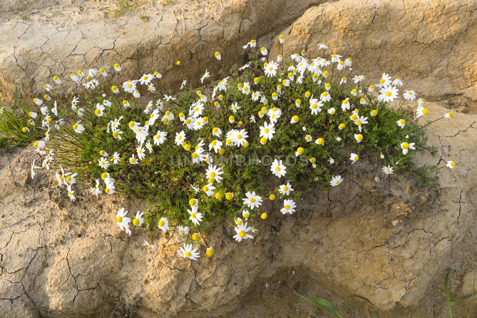 Chamomile plants in full bloom in a desertic sandy land