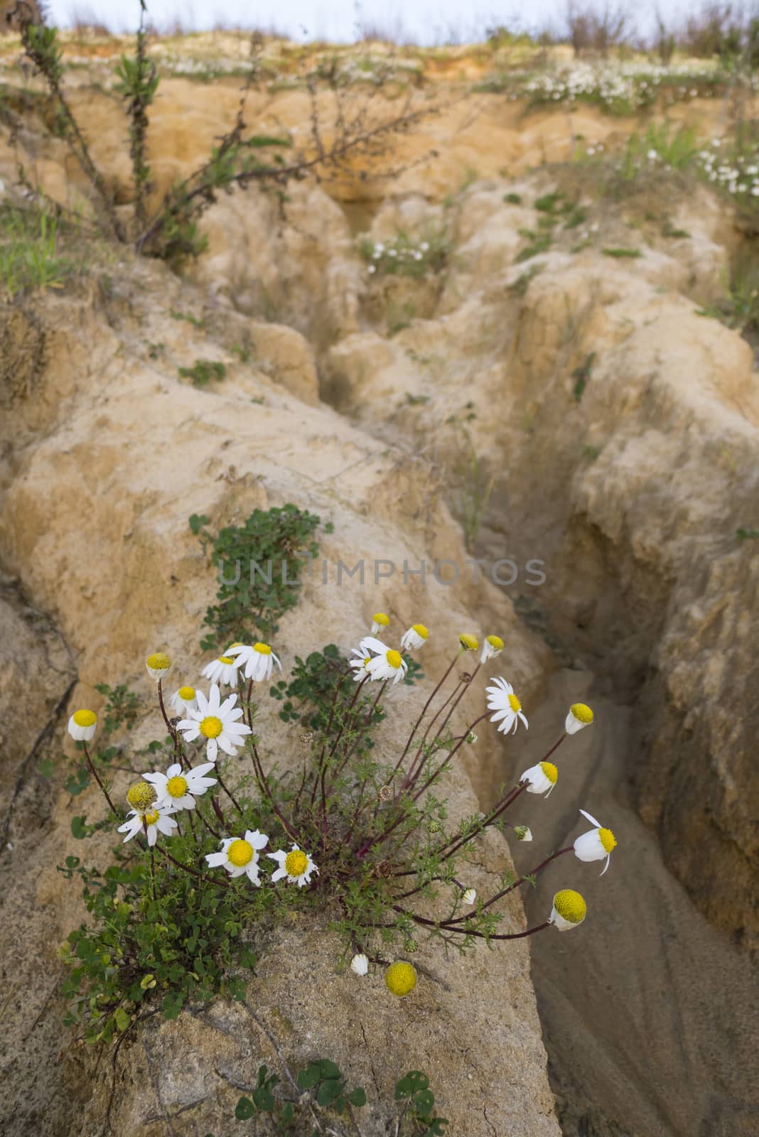 Chamomile plants in full bloom in a desertic sandy land