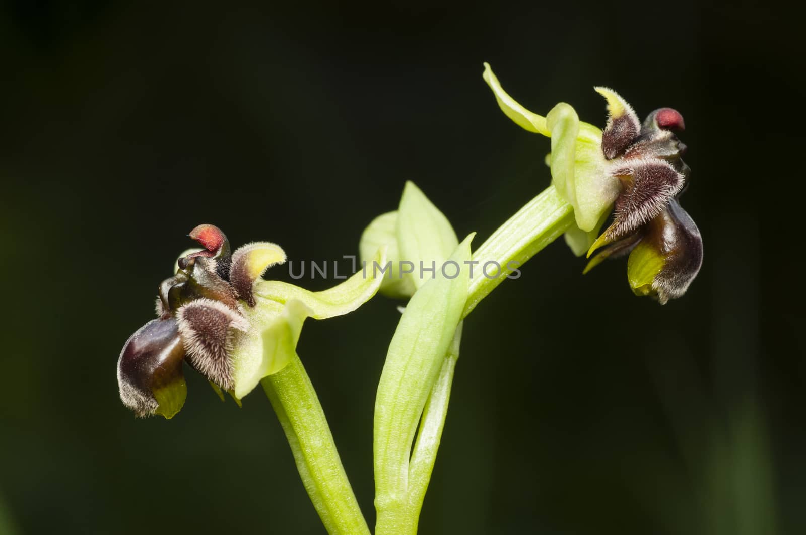 Ophrys bombyliflora, bumblebee orchid, species native from the Mediterranean region